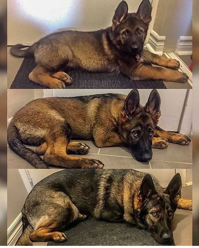 JustLoveDogsToo's tweet photo. 2months➡️3months➡️14months
Credit: @jadethesablegsd *
*
*
*
*
#dogsofinstagram #dogsofinsta 
#dogsofinstaworld #dogs 
#dogloversofinstagram #fluffy 
#pets #dogslover https://t.co/kXh5N0x9OM