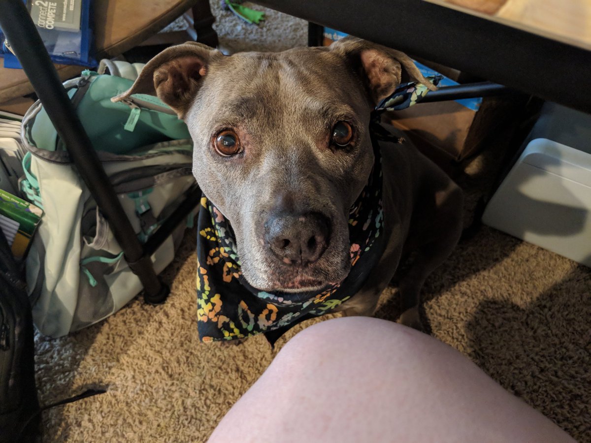 Ravelyn's tweet image. Eating breakfast and watching derby... And being watched #dogsofwftda #talk2wftda