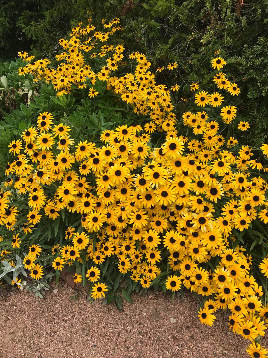 shecubfan's tweet photo. Sometimes you have to slow the world down a little bit and stop and smell the flowers. ⁦@chicagobotanic⁩ #quietthemind https://t.co/jYgKtXThXp