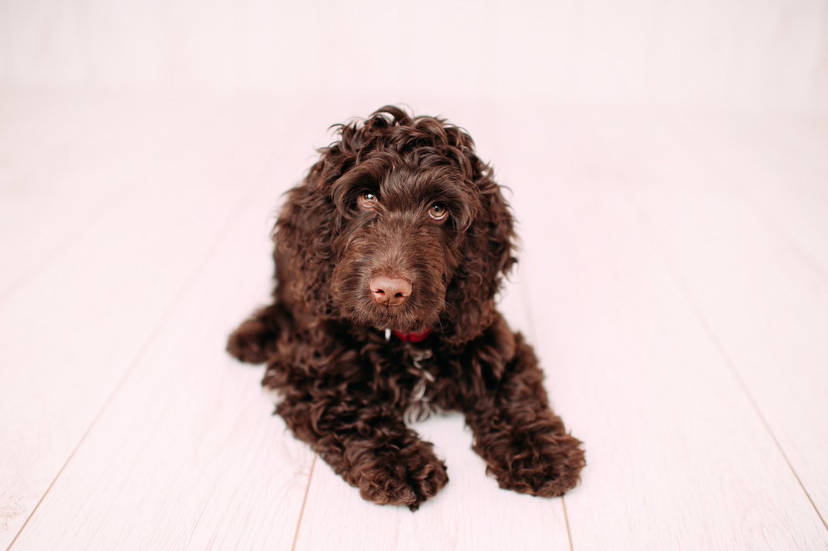 Everyday should be #NationalDogsDay