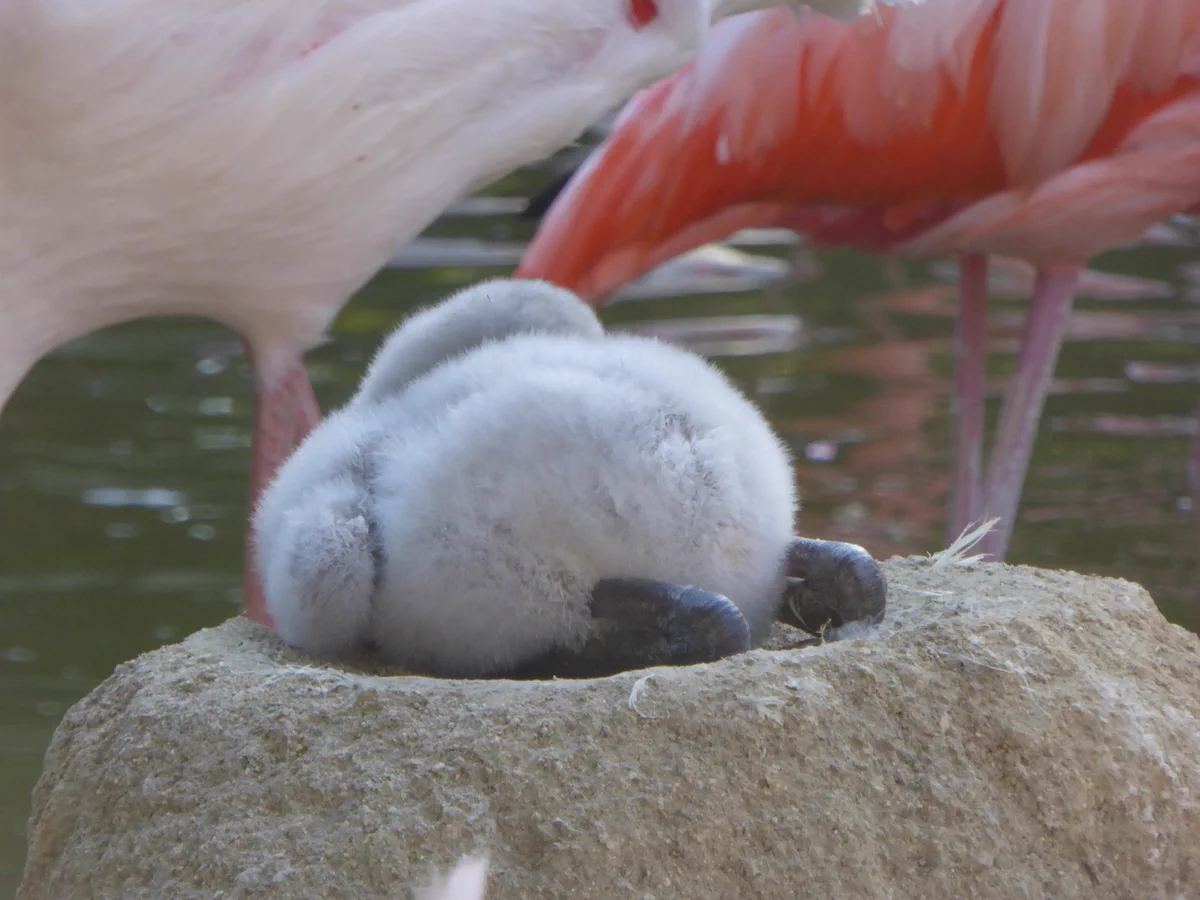 思わずうっとりwぬいぐるみ感あふれる、まん丸におしりに見とれちゃうwww