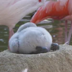 思わずうっとりwぬいぐるみ感あふれる、まん丸におしりに見とれちゃう!