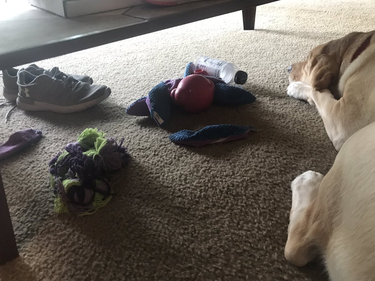 Sportsnurse23's tweet photo. I wonder if the TV show hoarders does interventions with dogs? π€π€π€ #NoratheExplorer #NationalDogDay @Callawaygolfpro https://t.co/Oik7ko86WR
