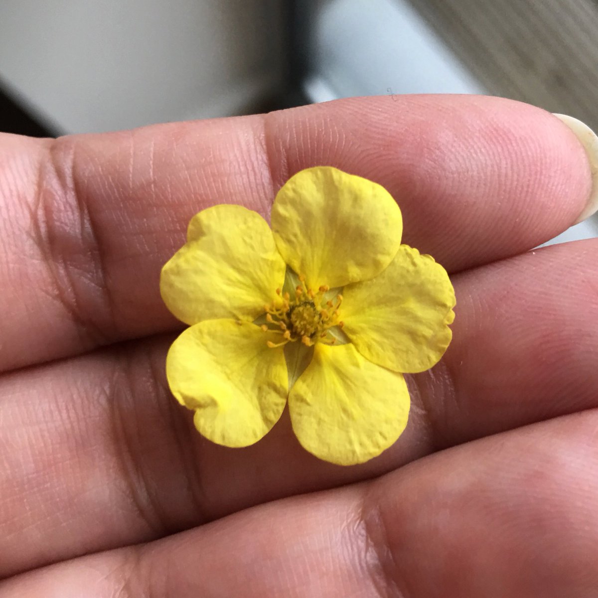 jeea_mirza's tweet image. The loveliest geometry. 

#geometryinnature #summer #yellow #golden #flower #geometryisbeautiful #nature #goldenratio #sacredgeometry