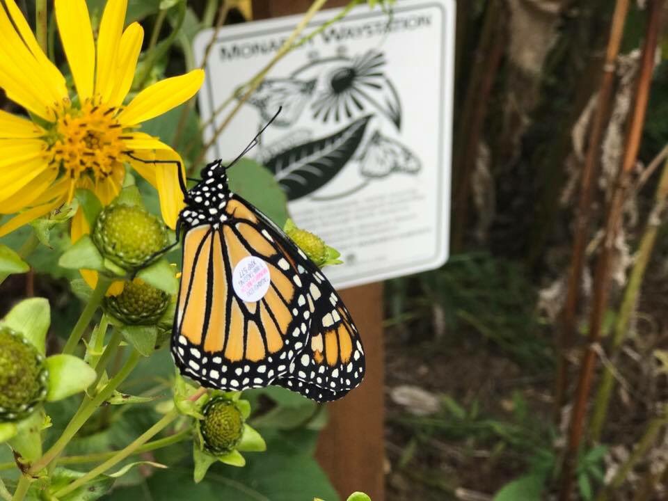 StickysIceCream's tweet photo. Live Monarch Butterfly Release Party today at 2PM - hosted by @PreservationPar . Eat ice cream &amp; learn about these beautiful butterflies! #monarchs #icecream #SundayFunday #thingstodo https://t.co/BczA2rw9iY