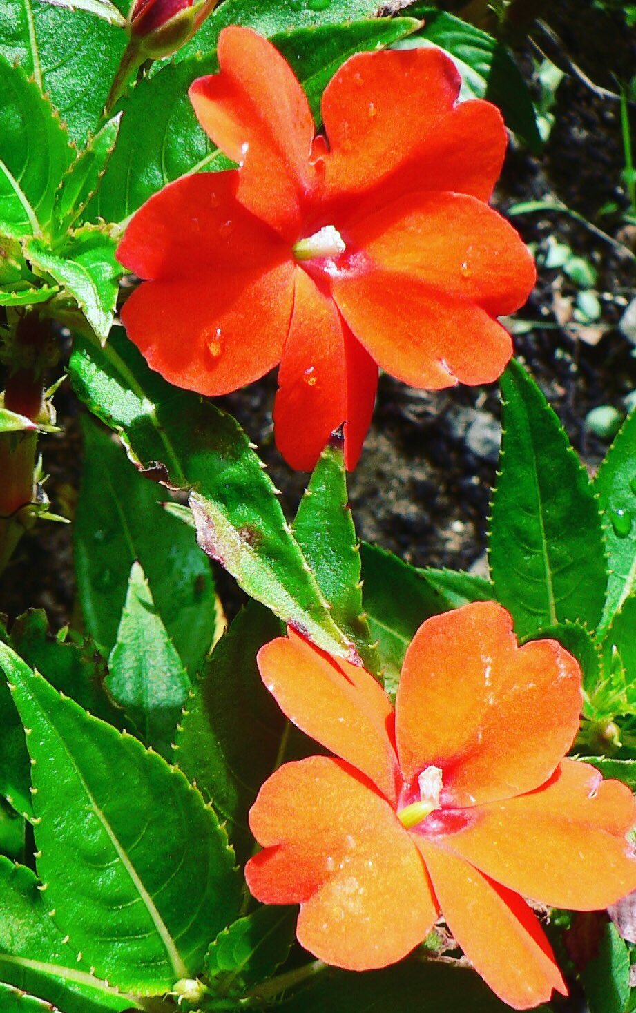 池ポチャ野郎 夏の暑さに強く改良された花 サンパチェンス 花言葉 太陽のように輝く笑顔 花 サカタが開発 空気清浄効果 夏の暑さに強い花 インパチェンスを改良 T Co O1dnlthb9e Twitter