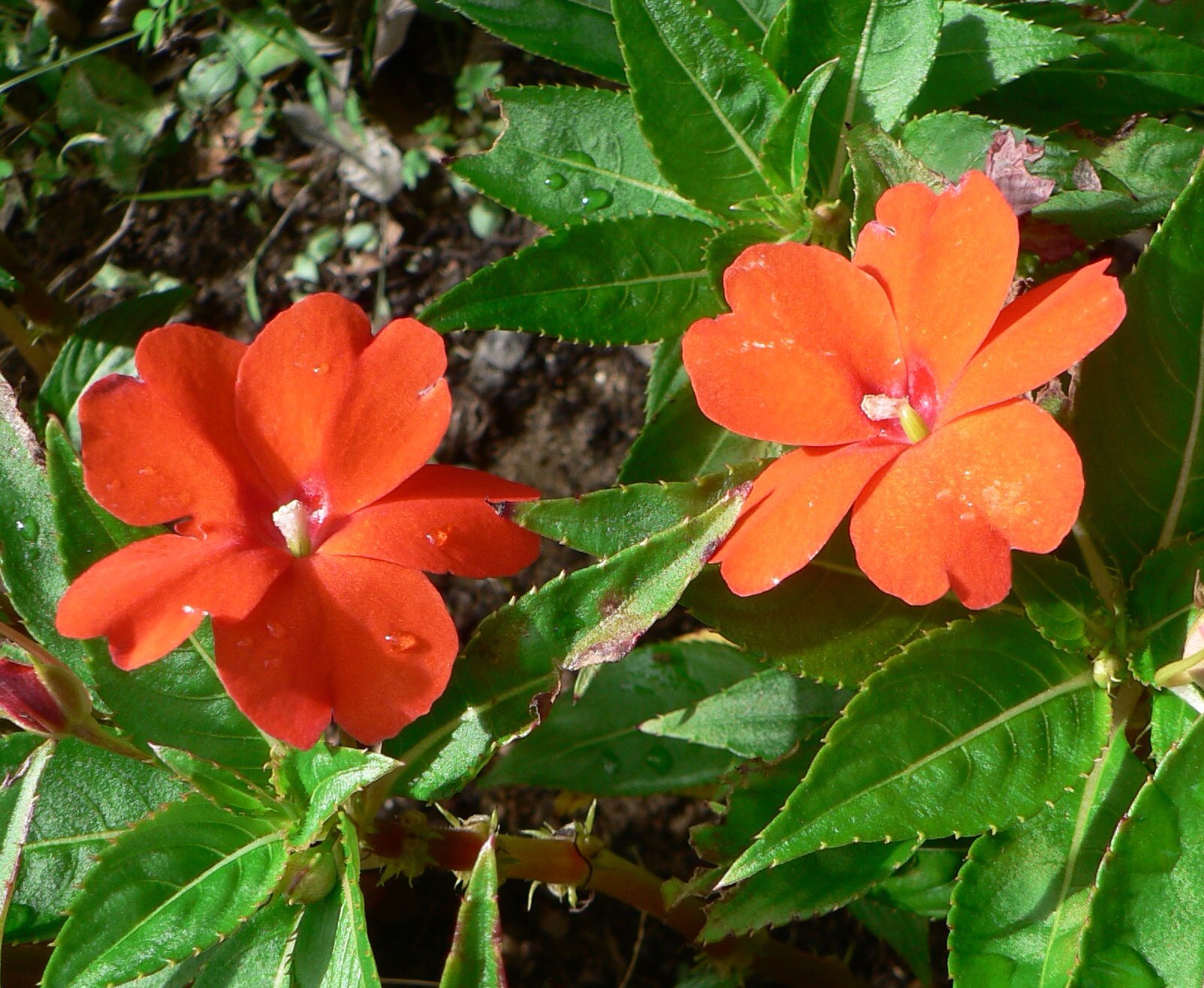 池ポチャ野郎 夏の暑さに強く改良された花 サンパチェンス 花言葉 太陽のように輝く笑顔 花 サカタが開発 空気清浄効果 夏の暑さに強い花 インパチェンスを改良 T Co O1dnlthb9e Twitter