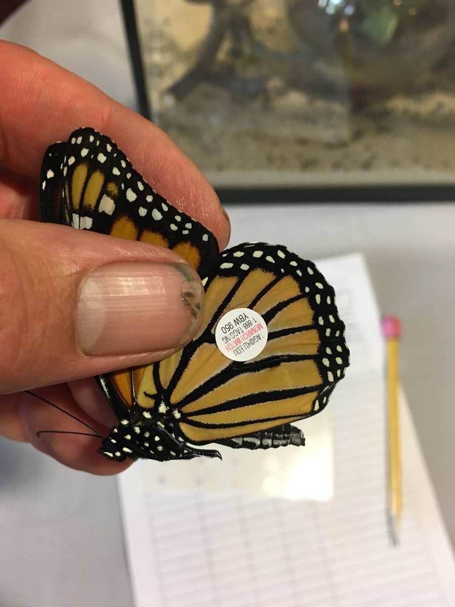 First tagged Monarch!  Time to start the journey to Mexico.  #monarchs in the rough. #monarch watch