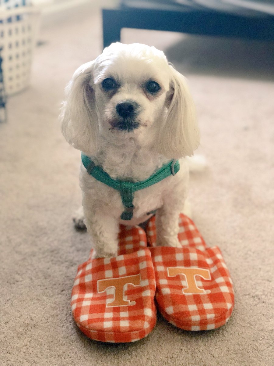 tiffanysays's tweet photo. @Vol_FanHQ @Vol_Soccer My favorite #VolDogs πππΆ https://t.co/dzFQQUxuIh