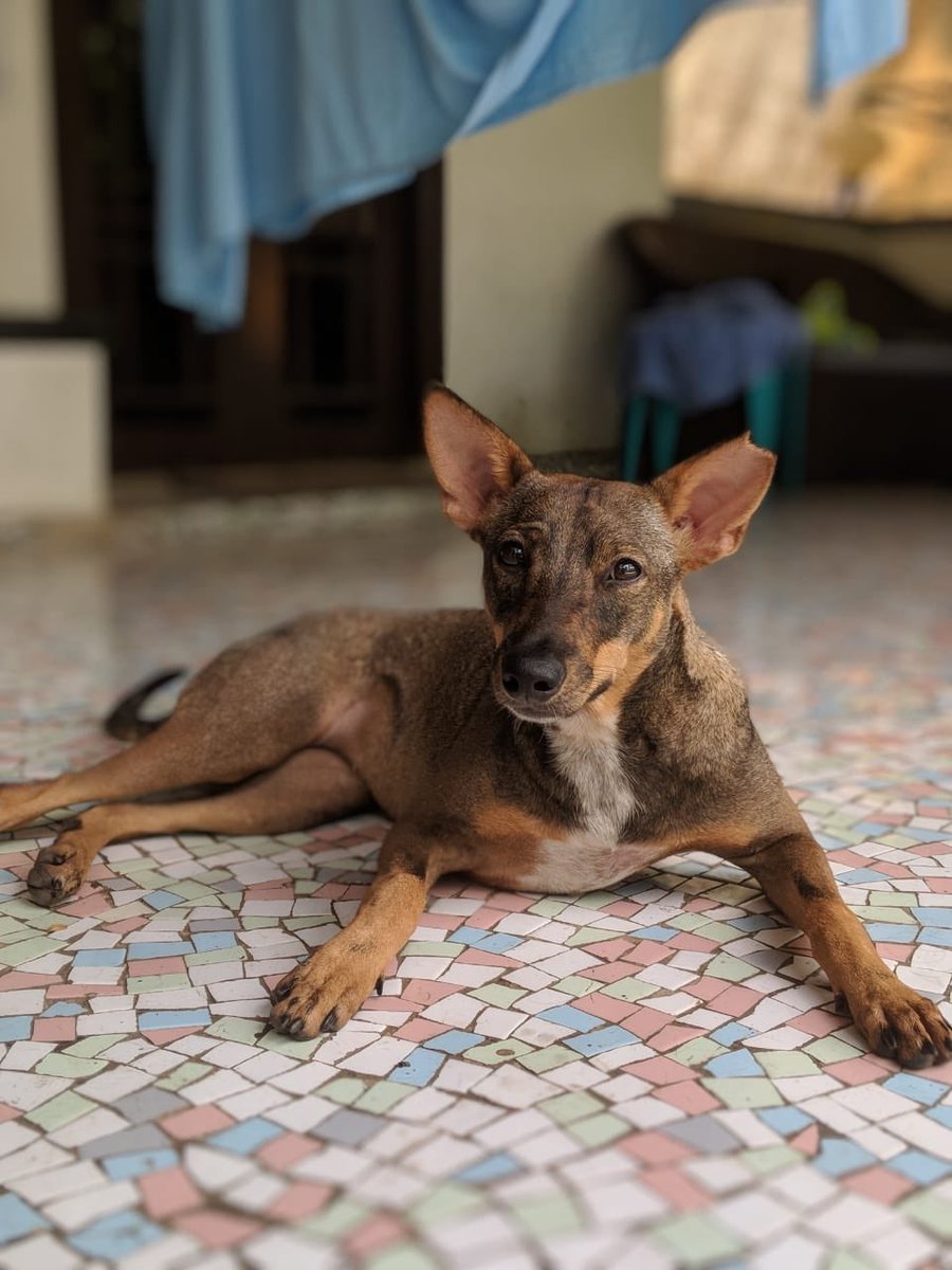 Rupa Amol Pandit tweet media