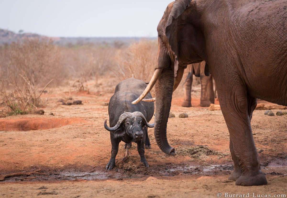 #wildlifephotography A standoff between an elephant and a buffalo at a waterhole in Tsavo, Kenya.