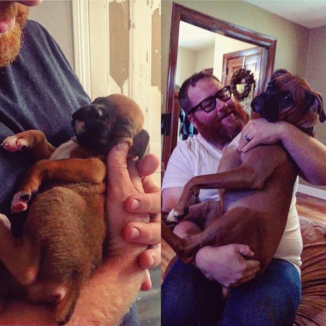 BuffaloveBoxers's tweet photo. One year since meeting Newman #boxersofinstagram #boxer #boxers #puppiesofinstagram #boxergram #dogsofinstagram #boxerdog #brindle #puppy #puppylove #dogsofbuffalo #buffalo #buffalove #wigglebutt https://t.co/ygFU3mR1Ul