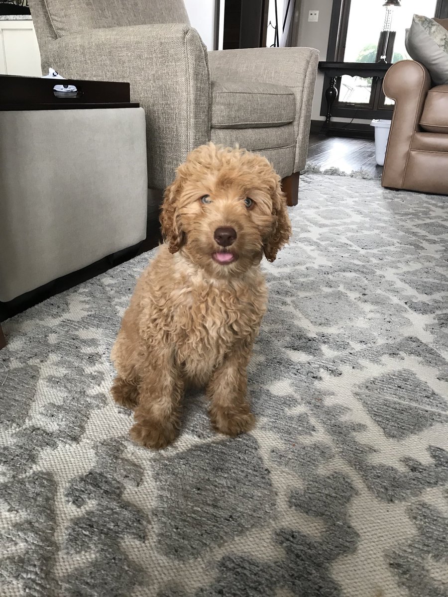 lizzzyfraney's tweet photo. @cottonelle @dog_rates #tpdogday #Entry @cottonelle https://t.co/1LfUBBQoPJ