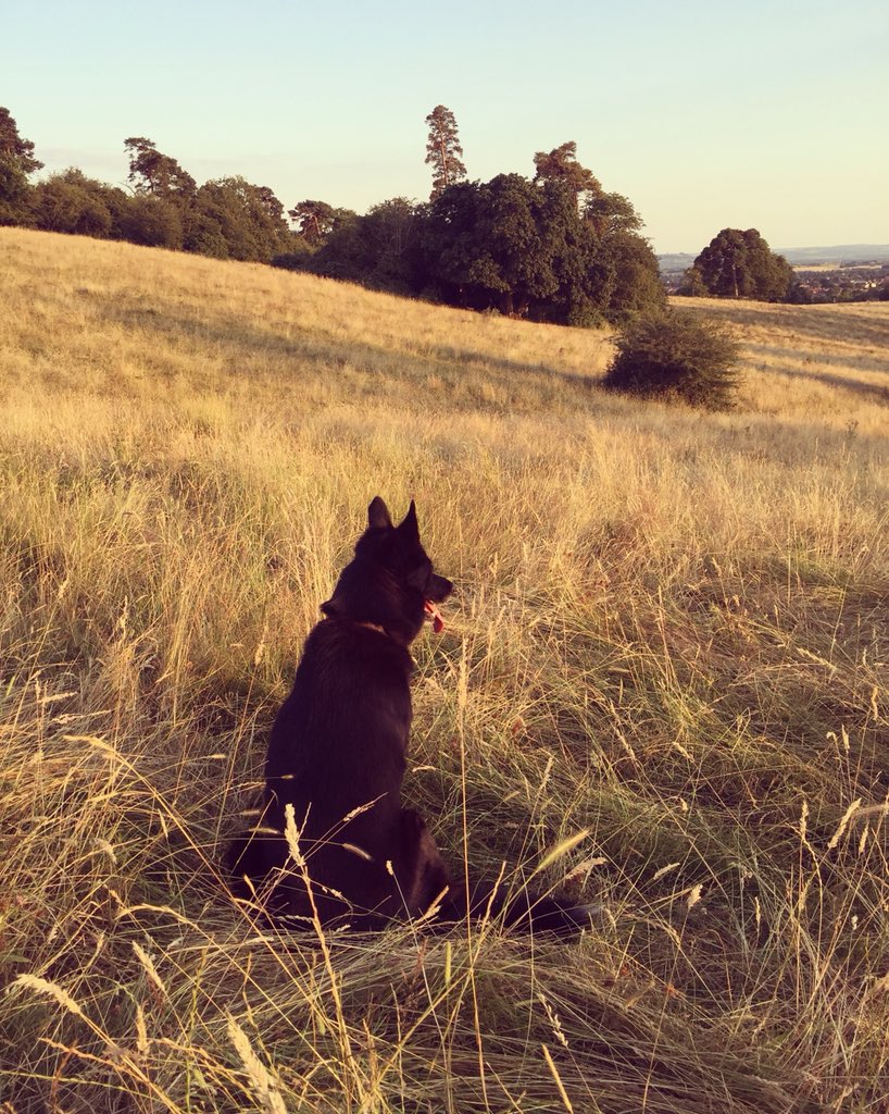 mena_tweet's tweet photo. #NationalDogDay2018 https://t.co/Lc2ChTxCPZ