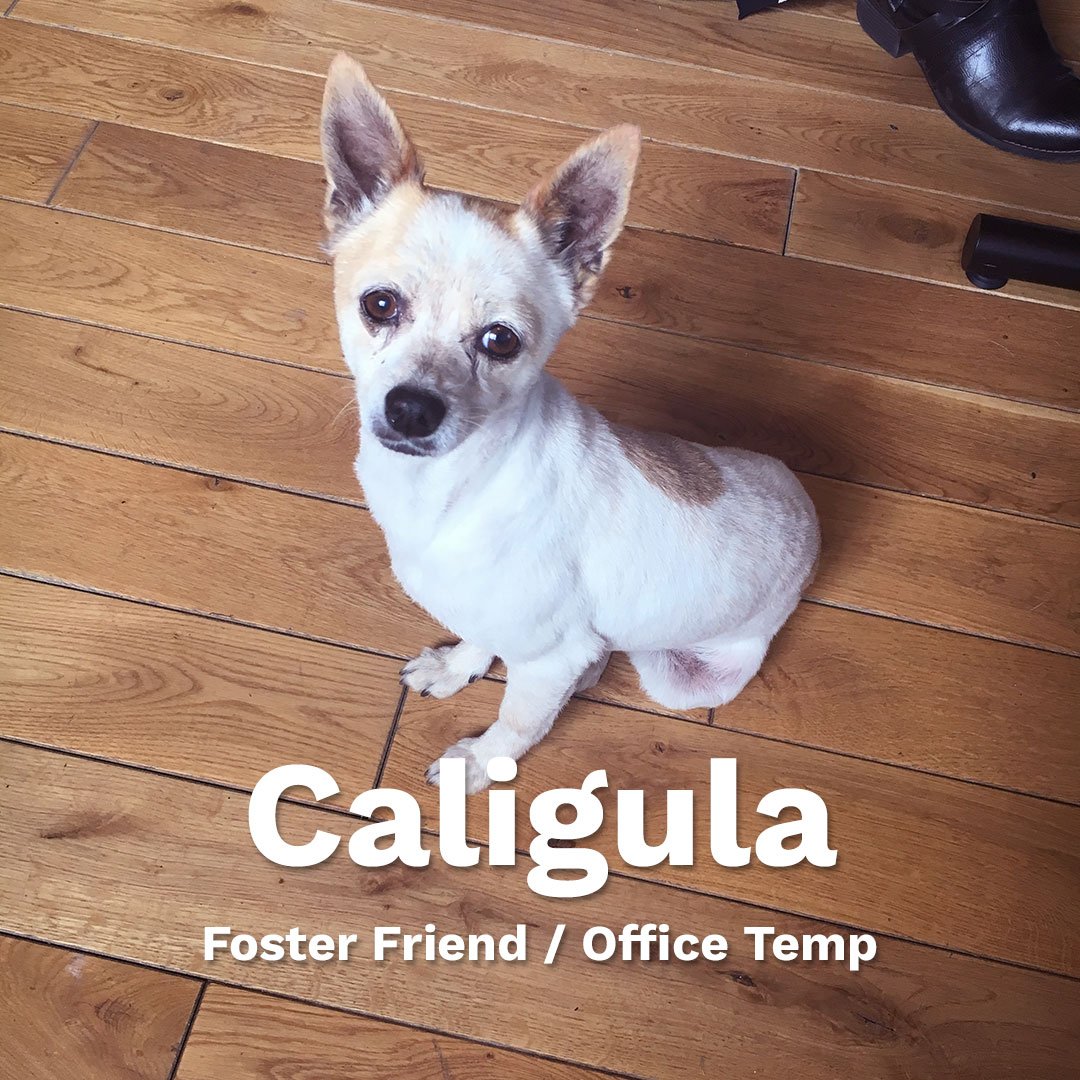 We couldn't let #NationalDogDay pass without recognizing the dogs of Makr! These hard workers are getting extra belly rubs and head scritches today.