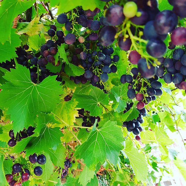 My grapes are turning from small, acidic bombs to softer, sweeter desirable fruit - now I need to start figuring out what to do with them!

#fruitharvest #homegrown #organic #organiclife #beinthemoment #inspirational ift.tt/2PF6cwA