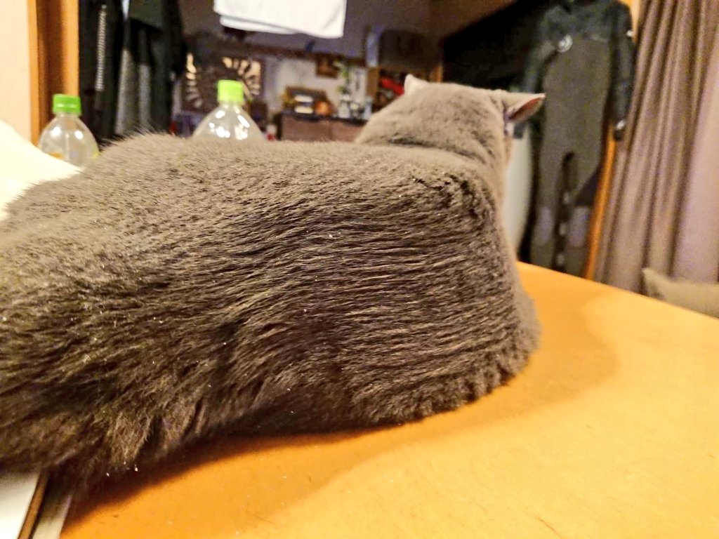 父が猫をブラッシングした結果 もはや猫とは思えないフォルムが完成したwww えのげ 父が猫をブラッシングした結果 もはや猫とは思えないフォルムが完成したwww えのげ