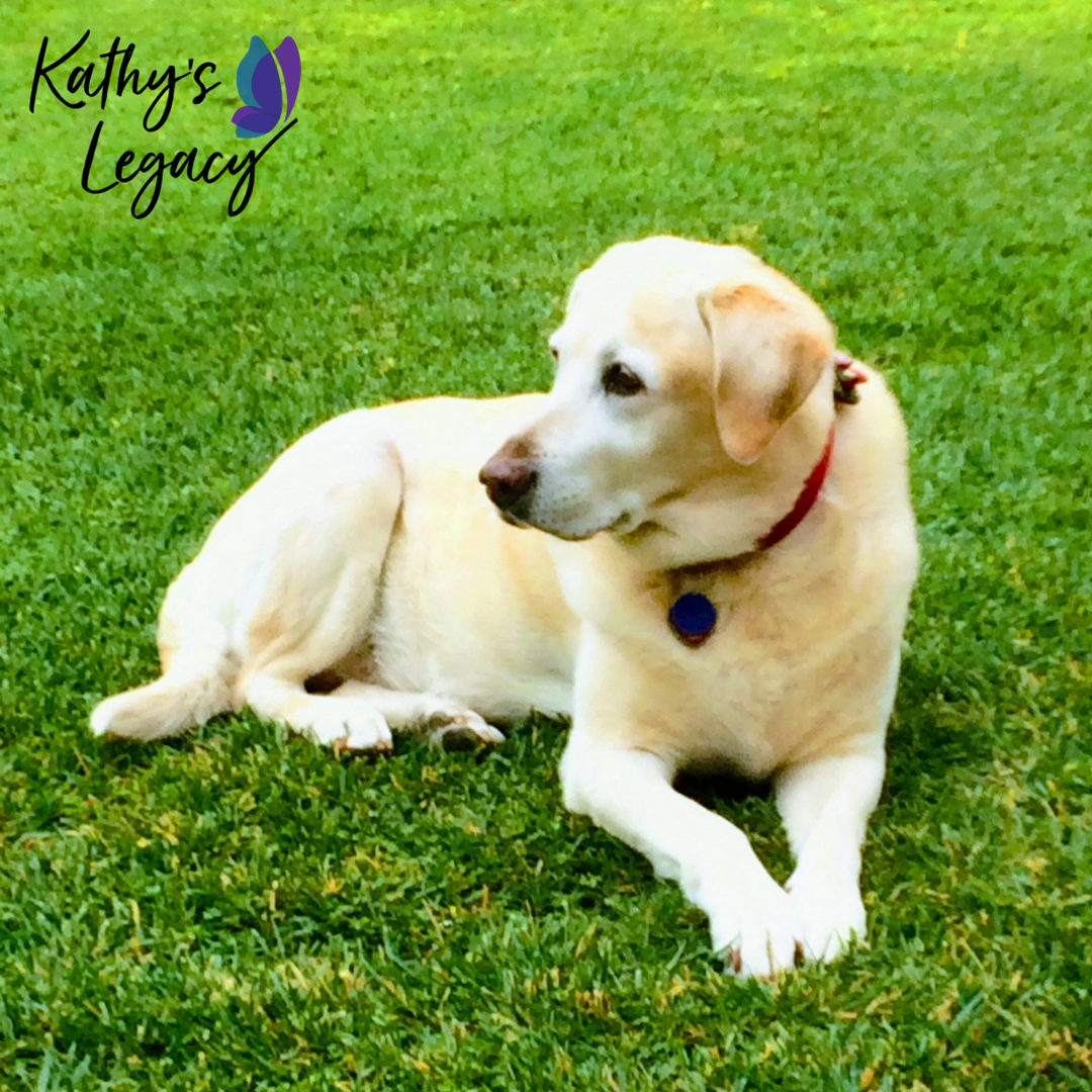 kathyslegacy's tweet photo. Happy #NationalDogDay! Pictured here is Lady, Kathy's yellow lab who she absolutely adored & spoiled. To learn more about Kathy, please go to https://t.co/Z7e06LUnXN #KathysLegacyFoundation #DomesticViolence #DomesticAbuse #ReviveHope #Nonprofit #Philanthropy #Awareness https://t.co/LbZ7n8bTJ6