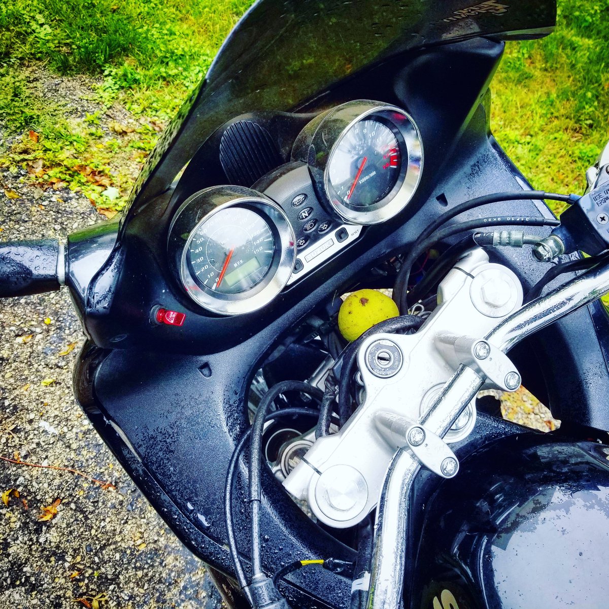 hazelfluffy's tweet photo. Did you know that squirrels apparently like to hide nuts in motorcycles? #thingsilearnedtoday #squirrellogic 🌰🐿 https://t.co/NJFufyINyB