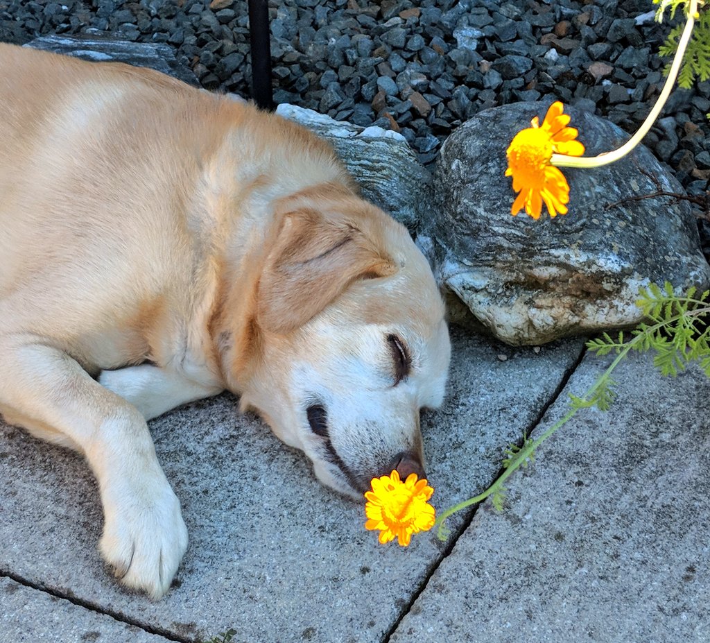 bushfandom's tweet photo. Happy #NationalDogDay to this handsome guy ❤️🐾 https://t.co/Q5yTDdnc8w