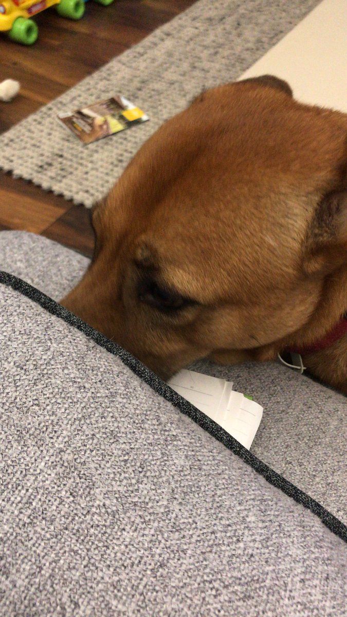 watson's tweet image. Jake’s hiding from the thunder and lightning - very very frightening indeed!! #jakethedog #HongKong #weather #Thunderstorms