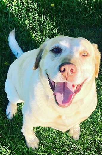 RosieLamport's tweet image. Let’s be real...perfection 😍🐕 
#nationalmontanaday #payrespect to the OG