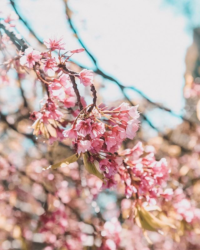 lalalaMai's tweet photo. Amo los cerezos, tenía uno y tendré uno en la futura casa. 🌸
.
.
.
.
.
.
.
.
.
.
.
#ig_buenosaires #lovebuenosaires #likebuenosaires #ig_argentina #igersbsas #bairesgrams 
#urbanosaires #travelbuenosaires #thecreatorclass #visualembassadors #streetdr… https://t.co/xqtdYPwtfr https://t.co/Pr1gNWqPtm