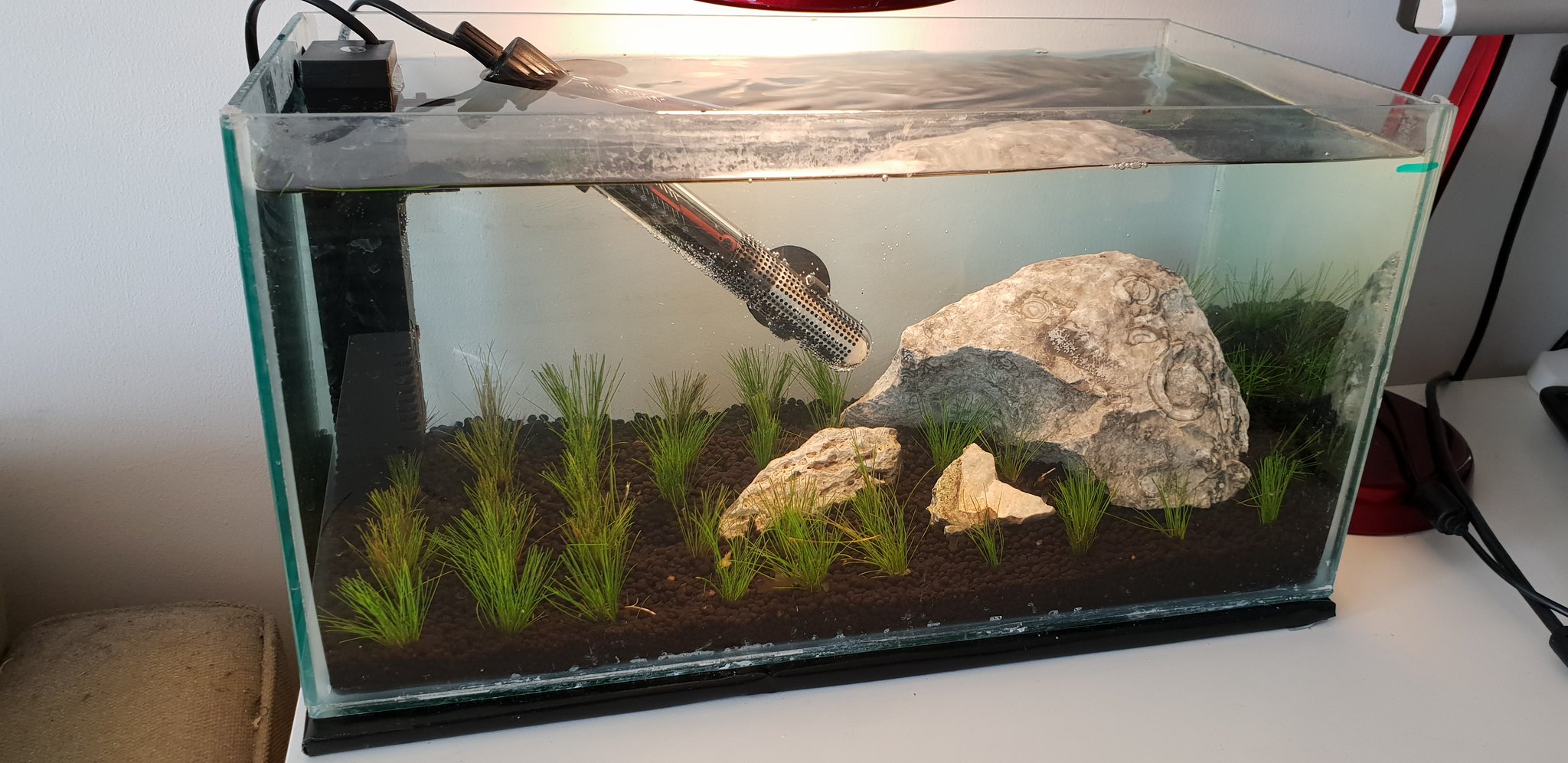 Nano shrimp cheap tank