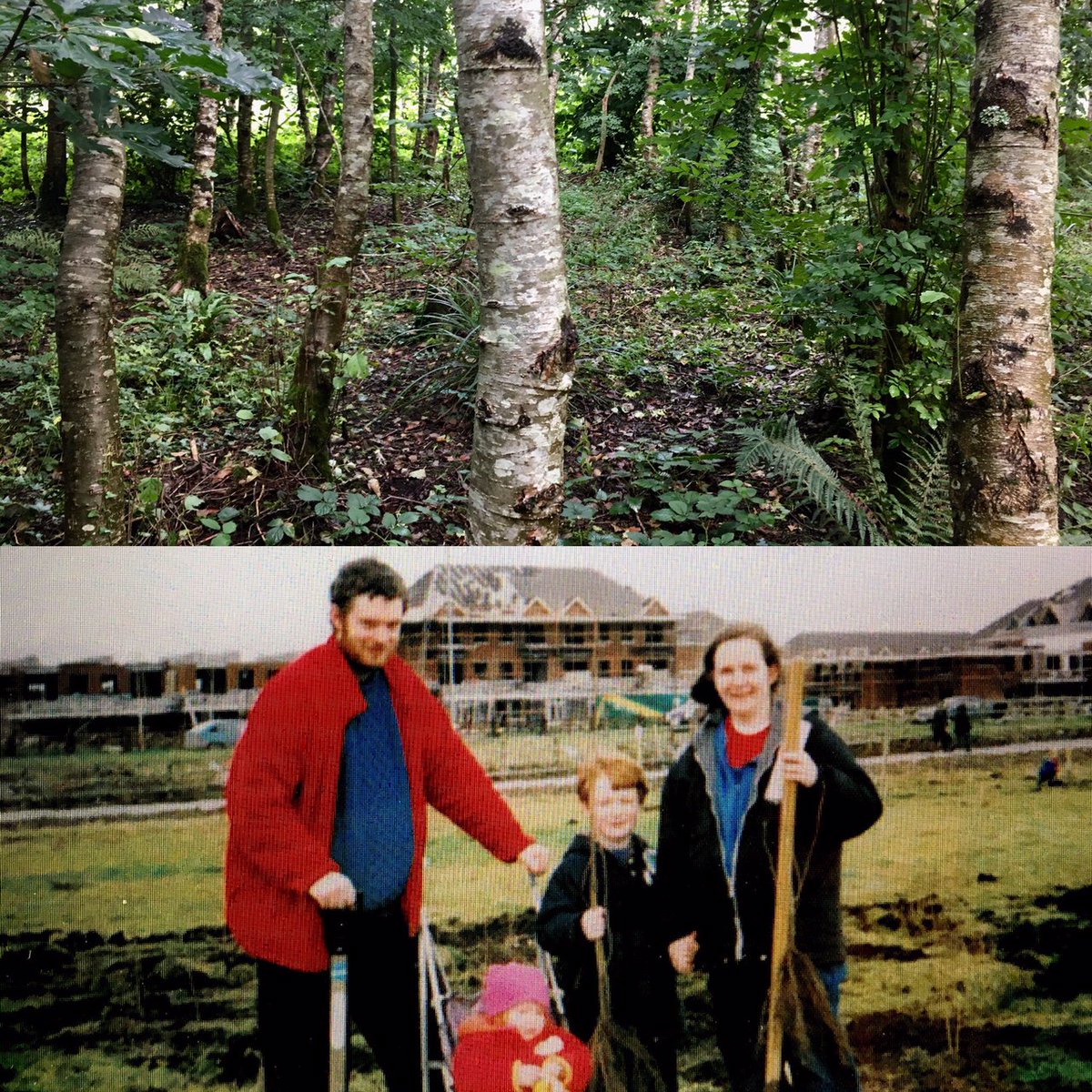 3400+ people came in Mar 2000 to plant trees in #TerrylandForest Park #Galway first community-local council park incl future mayor ⁦<a href="/NiallOB/">Niall O Brolchain</a>⁩ &amp; family. Today it has 90,000+ trees.But needs council resources to be a flagship for #NationalParkCity ⁦<a href="/HealthyGalway/">Healthy Galway City</a>⁩ ⁦@GCCNInfo⁩