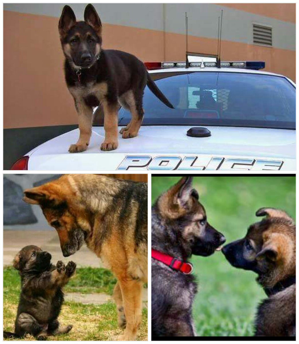 _BigBen7's tweet photo. #NationalDogDay 🐶 #BenRoethlisbergerFoundation https://t.co/ZbH7gXIFqF @givingbackfund #PoliceK9 #FireK9 https://t.co/3O5AMj7hKw