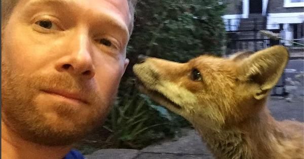 scroll_in's tweet photo. Watch: This is the fox whom a man made friends with in London (and then wrote a book about) https://t.co/uF71pGjKi4 https://t.co/GRE46wPWYW