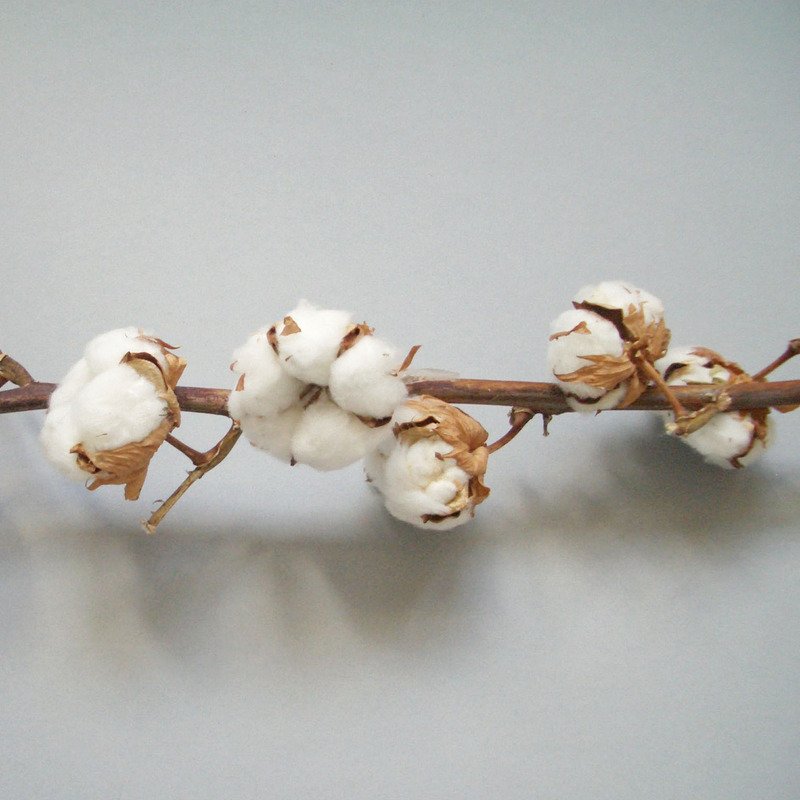 Join us at the Festival of Natural Fibres on 8 September at @CraftCentralUK to explore how we can get rid of plastics in our textiles and find solutions in nature. Organised by <a href="/Khadi_London/">Khadi London CIC</a>. Tickets and info: bit.ly/2NhGcph #naturalfibres #festivalofnaturalfibres