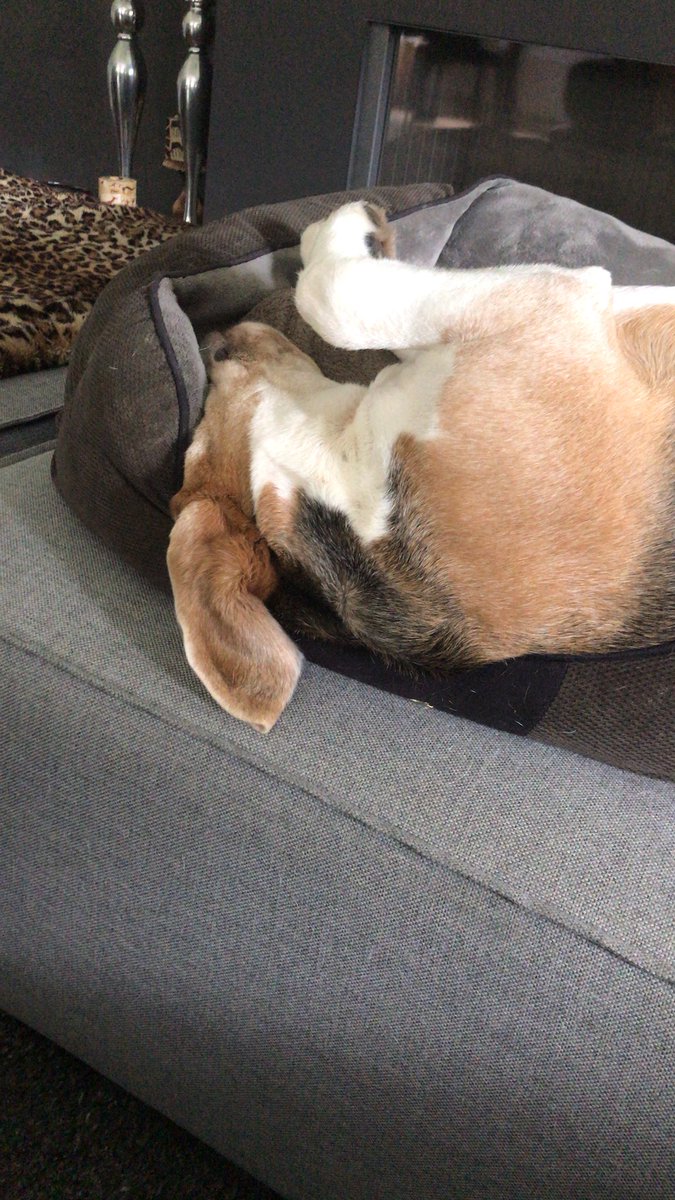 DexTheBeagle's tweet photo. After long walks wif dad: little afternoon nappie 🙄🐶 #lazysunday https://t.co/ATi8BpdI8w