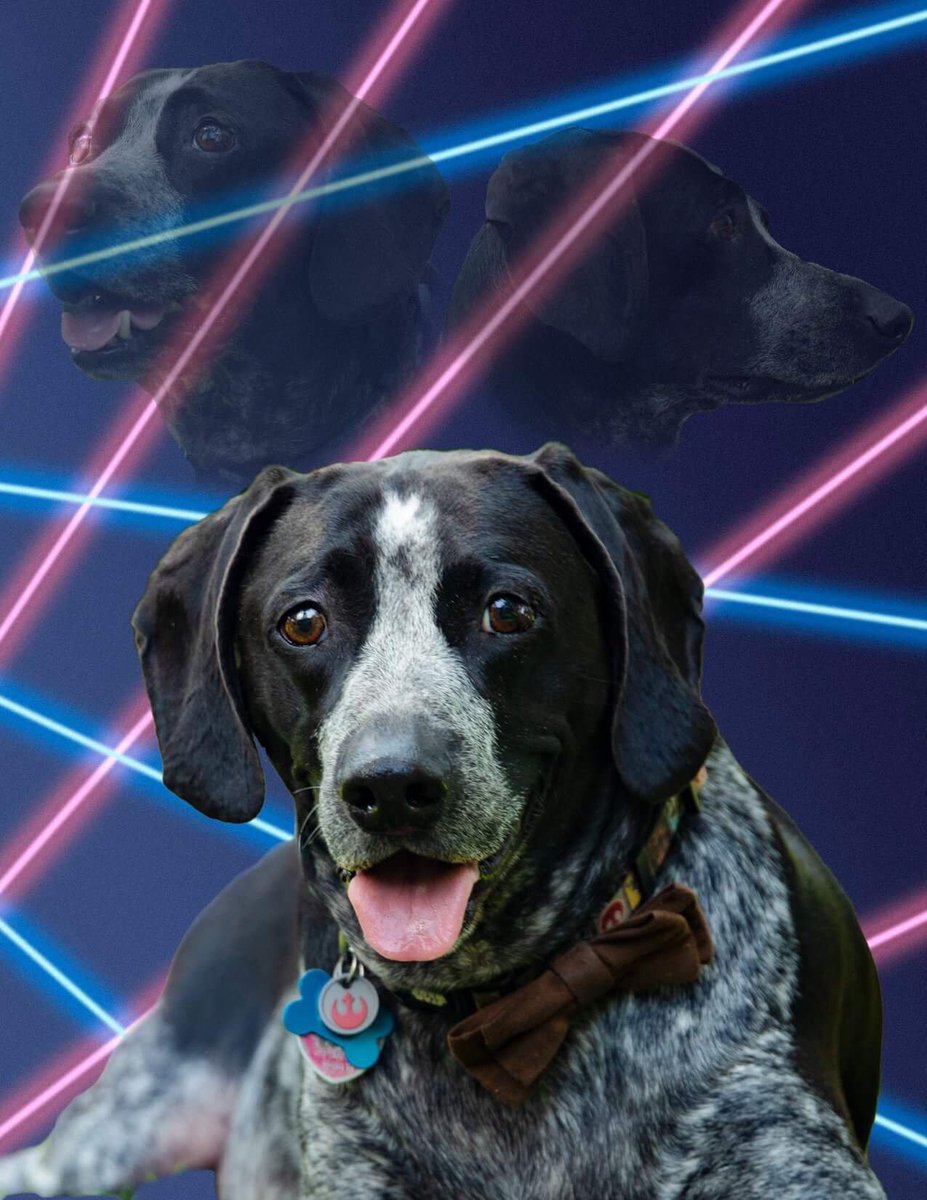 RonBowlerPod's tweet image. Happy #NationalDogDay #softfortheweekend