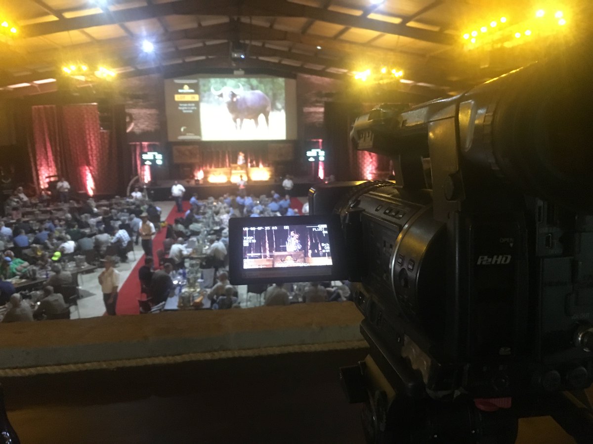 AFRILIVE's tweet image. The 2018 Benchmark Game Breeders Auction was brought to you by @Wildswinkel and was produced and Live Streamed by Afri Live Stream and Productions, proudly sponsored by Meadow Feeds #BenchmmarkGameBreeders @BenchmarkGameSA @bjvgamebreeders  @ChimoyoWildlife @VictorMatfield