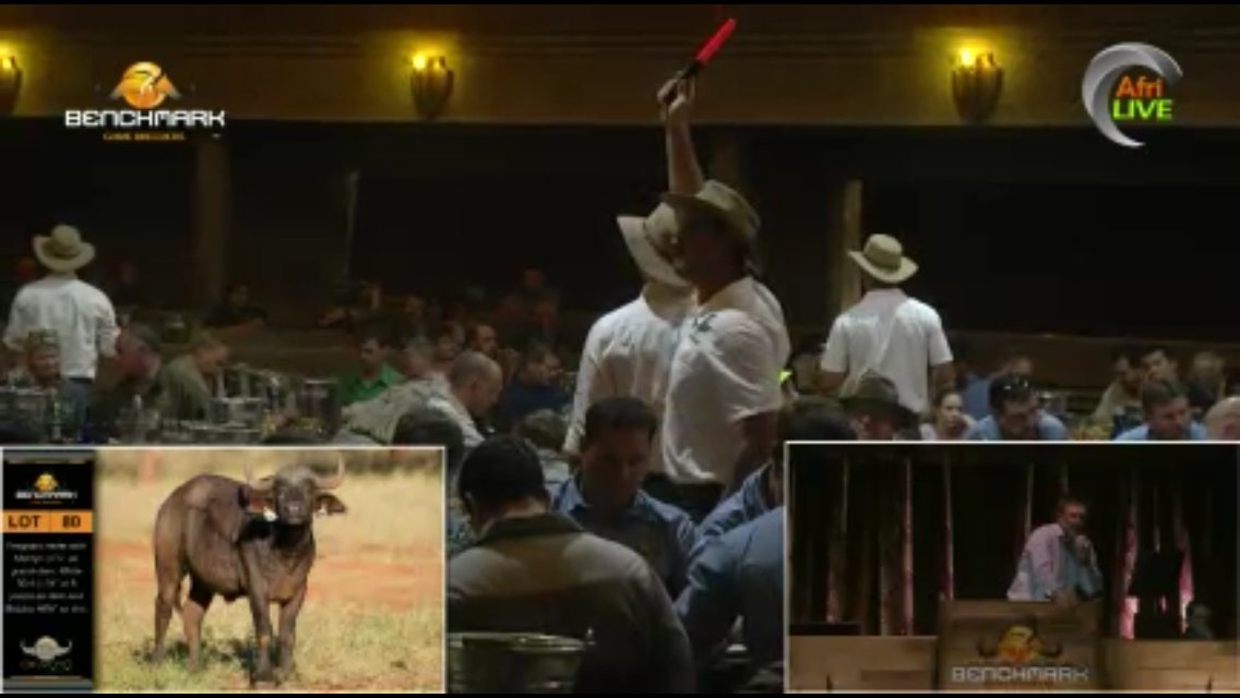 AFRILIVE's tweet image. The 2018 Benchmark Game Breeders Auction was brought to you by @Wildswinkel and was produced and Live Streamed by Afri Live Stream and Productions, proudly sponsored by Meadow Feeds #BenchmmarkGameBreeders @BenchmarkGameSA @bjvgamebreeders  @ChimoyoWildlife @VictorMatfield