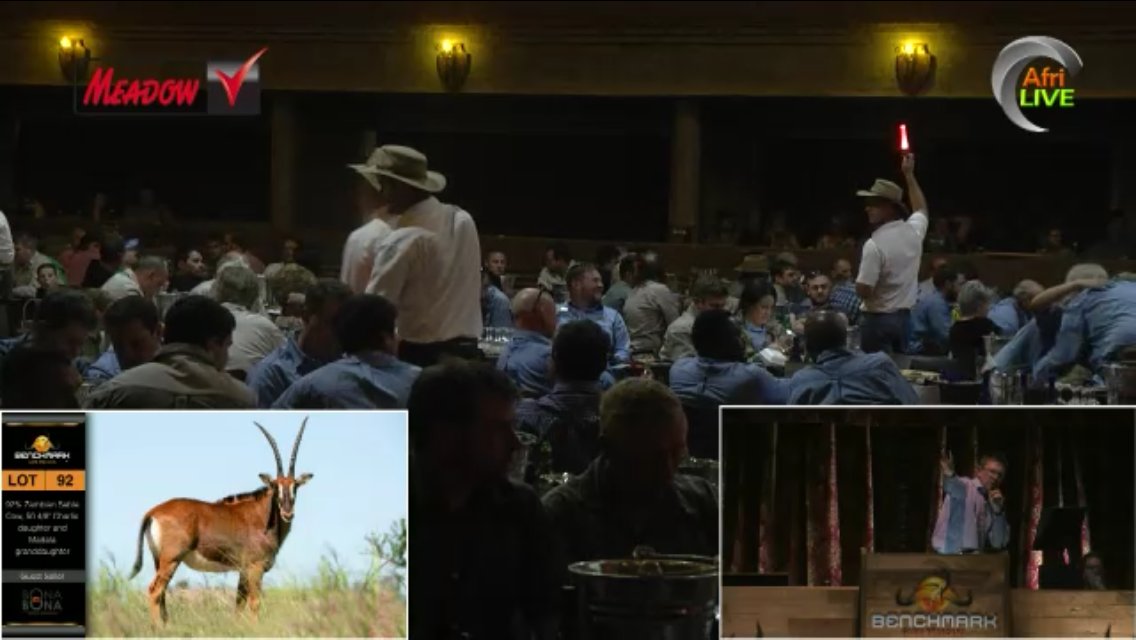 AFRILIVE's tweet image. The 2018 Benchmark Game Breeders Auction was brought to you by @Wildswinkel and was produced and Live Streamed by Afri Live Stream and Productions, proudly sponsored by Meadow Feeds #BenchmmarkGameBreeders @BenchmarkGameSA @bjvgamebreeders  @ChimoyoWildlife @VictorMatfield