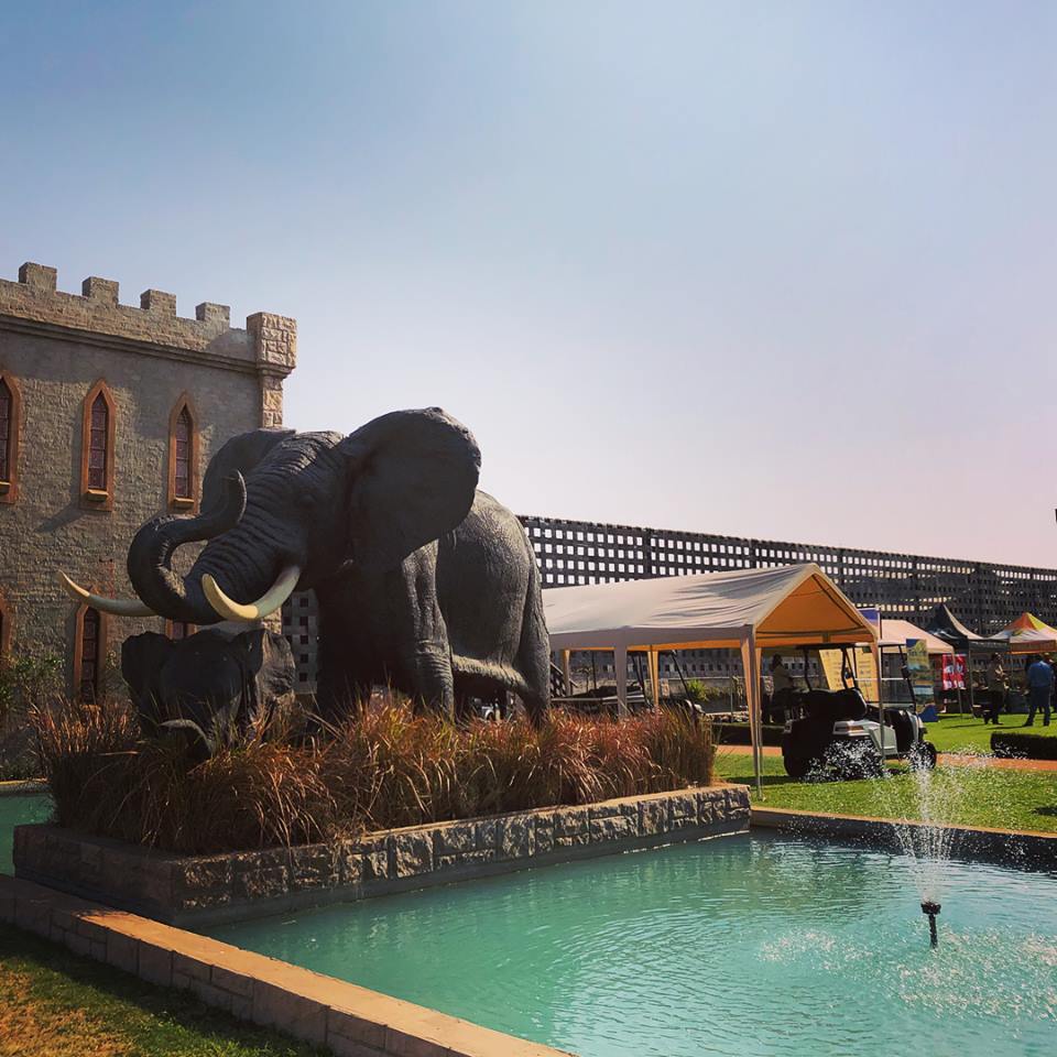 AFRILIVE's tweet image. The 2018 Benchmark Game Breeders Auction was brought to you by @Wildswinkel and was produced and Live Streamed by Afri Live Stream and Productions, proudly sponsored by Meadow Feeds.