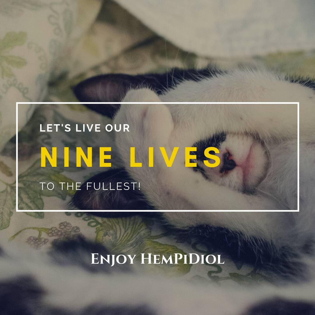 HPD_life's tweet photo. Let their 9 lives be happy and healthy. 😻 HemPiDiol
#furbaby #lovemycat #cannabis https://t.co/dLp9m6hkYX