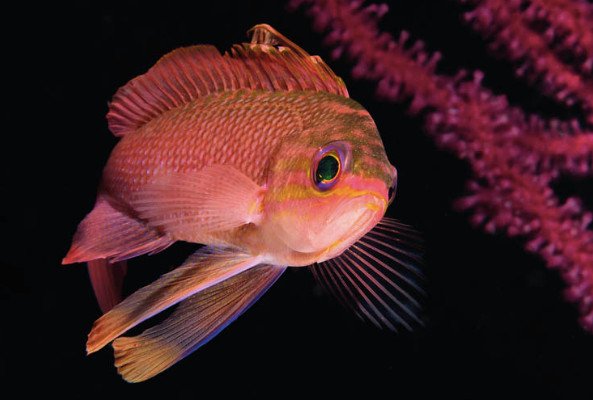 SerialDiver's tweet image. In arrivo l'appuntamento garistico nazionale più atteso dai fotografi subacquei... Imperdibile!...📸📸📸
link---&amp;gt; serialdiver.com/blog/savvicina…
📸 by Paolo Bausiani #serialdiver #serial #diver #scuba #scubadiver  #italy #news #sub #immersioni #subacquea #mare #sea #sealovers #fipsas