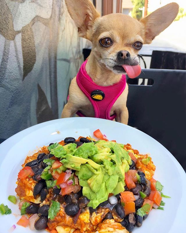 HabitatCoffeeLA's tweet photo. 🐶😋🌱
📷: @yolandi_eats_la 
habitat / neighborhood coffee shop &amp; cafe
#HabitatCoffeeLA #DogsOfHabitat https://t.co/27XlfvI8Rl