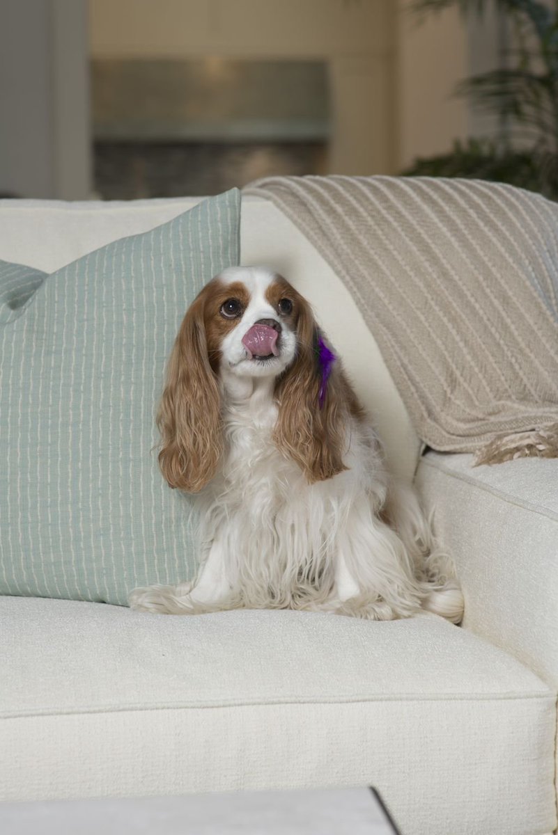 TaberNaples's tweet image. #HappyNationalDogDay to our best girl, Maggie. She's a superstar!
#dogsfordays #kingcharlesspaniel #dogs #dogsoftwitter