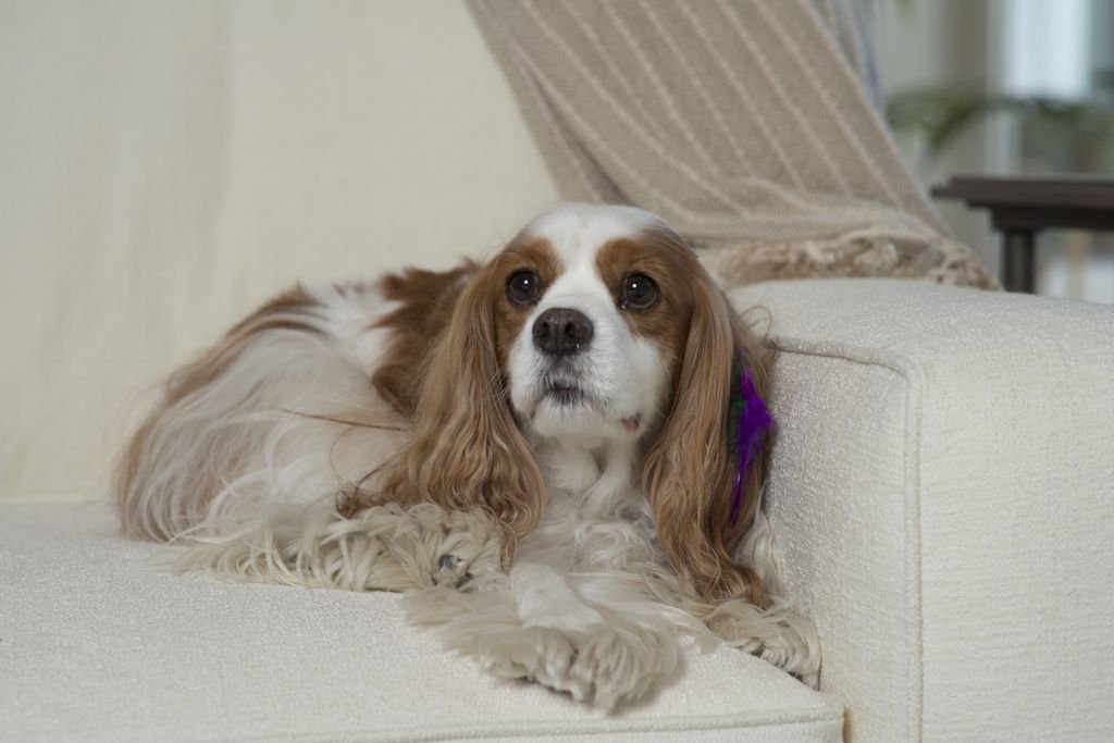TaberNaples's tweet image. #HappyNationalDogDay to our best girl, Maggie. She's a superstar!
#dogsfordays #kingcharlesspaniel #dogs #dogsoftwitter