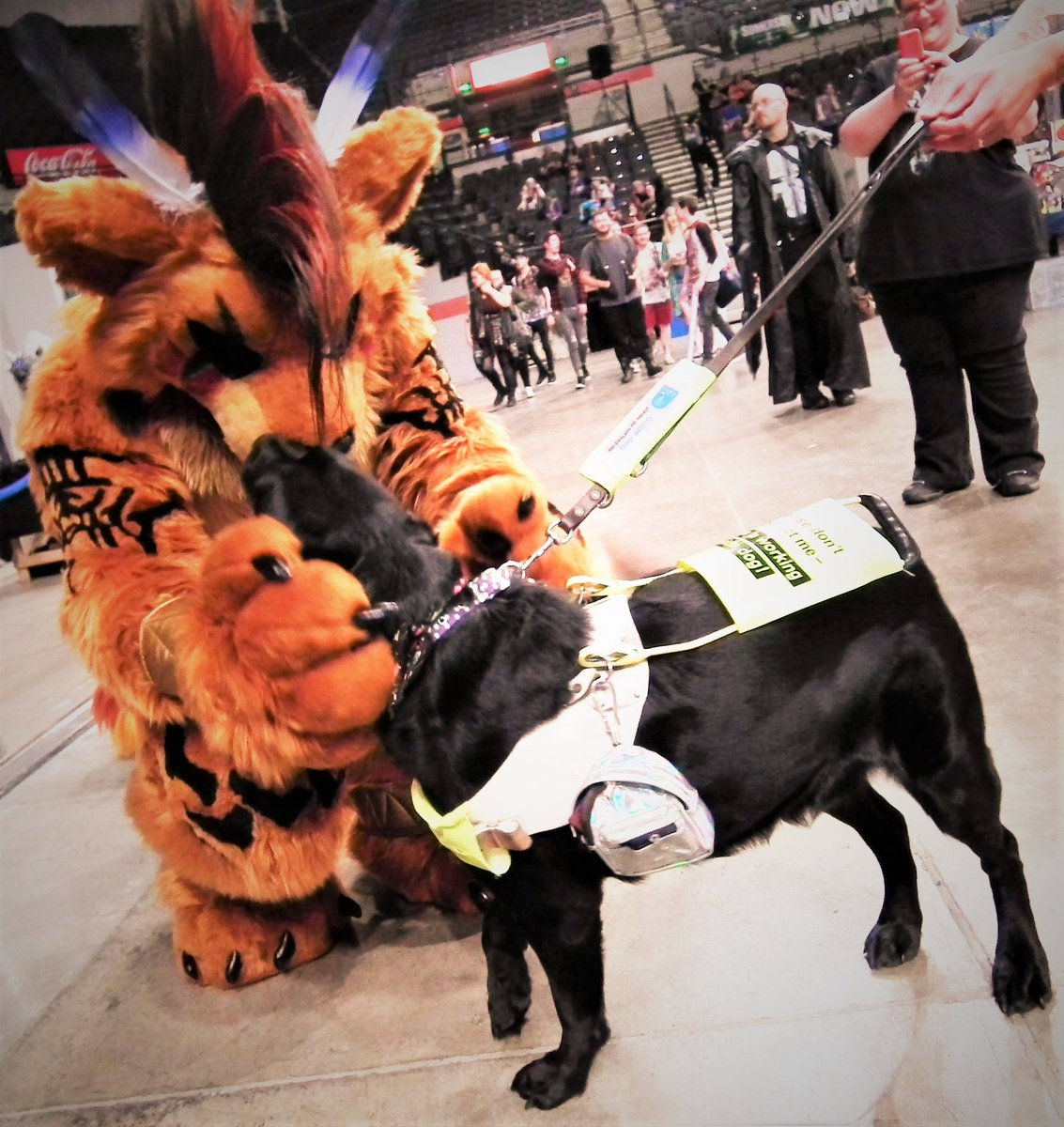 therealredxiii's tweet photo. It's #NationalDogDay and this good dog in training came to say hi during @Showmasters #SFCC so precious ❤ #guidedog 

#redxiii #nanaki #finalfantasy #finalfantasyvii  #squareenix #squareenixcosplay #cosplay #cosplayer #cosplayers #ffvii #ffviicosplay #ffviiremake https://t.co/f4GNzvHdVf