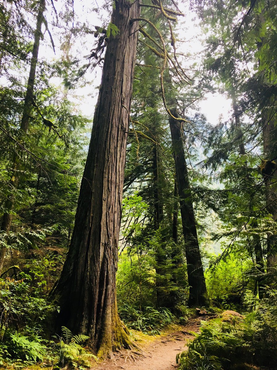 RaeKnightly's tweet image. “You’re my favourite human being in the world.” 👽#thealienskill #raeknightly #uniquetree #gianttree #forest #cathedralgrove #britishcolumbia #macmillanprovincialpark #douglasfir #majestictrees amazon.com/Ben-Archer-Cos…