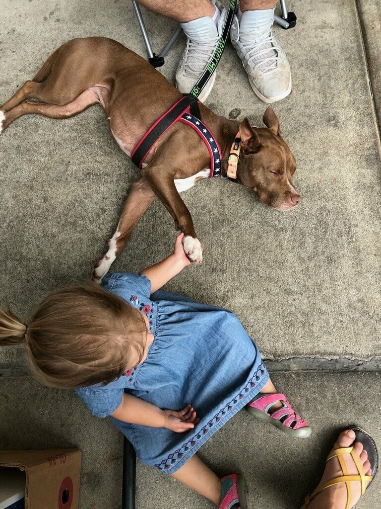 DCDRescue's tweet photo. Happy #NationalDogDay! 
Ida recently made a new friend at an event. This sweet and adventurous girl is still looking for a forever home where she can be the queen of the castle.

Discover more about Ida at: https://t.co/lmMoQlHSll

#adoptdontshop #louisville #rescuepup #RescueMe https://t.co/pvxBi4eDqb