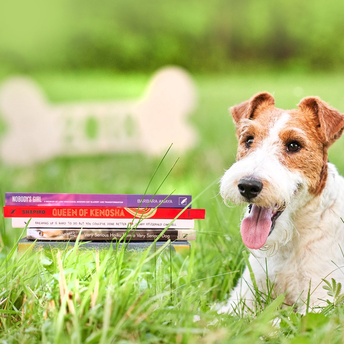 Animal_Media's tweet photo. Psst! Did you know that today is #NationalDogDay? Our favorite dog Gina, will be making her way onto Amazon in just over a week in Gina from Siberia. Order your copy now! https://t.co/U0FeWNrXWX

#AnimalMediaGroup https://t.co/v42rMoPsdx