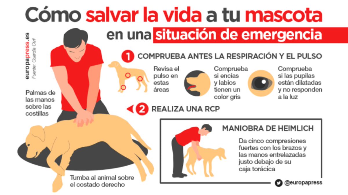 😡Y tuvimos que romper el cristal 👮🏼‍♀️🔨🚗
#PLG instruye diligencias 💻y acta 📝por infracción a la Ordenanza municipal de protección y tenencia de animales 🐶
¿Cómo lo tenemos que decir?🤷🏻‍♂️
Cuando dejas el 🐶 con 🌞 en el 🚙 es ➡️ HORNO🌡‼️
#MaltratoAnimal #Gandia