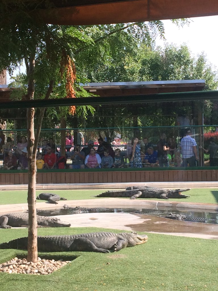 Go wrestle a gator! The boys are in heaven, channeling <a href="/COYOTEPETERSON/">Coyote Peterson</a> as they gaze out at the gators! #DoBigThings #tmom #reptilesrule #latergator