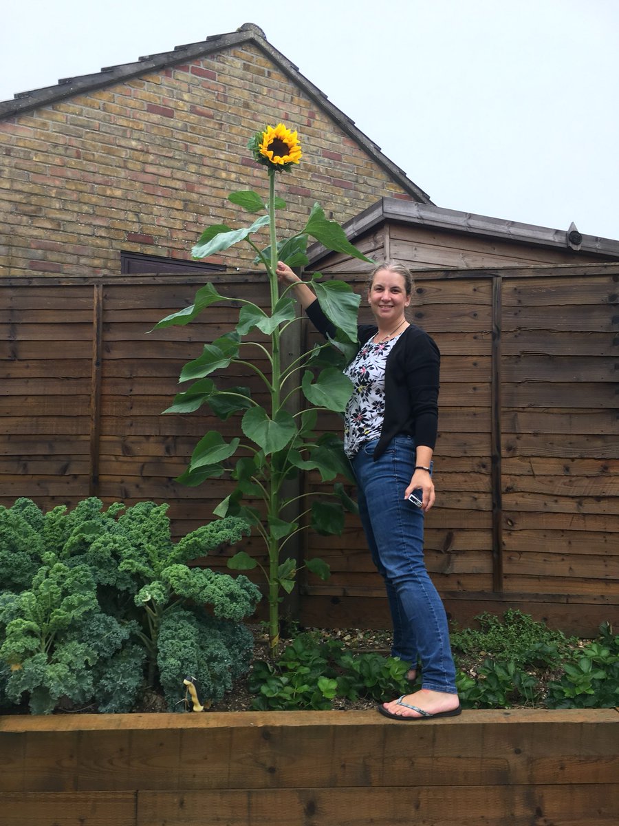 My sunflower measuring in at 2.2m. Planted in May for Heart Failure awareness week @pumpinghearts #BloomingMarvellous18 #pumpingmarvellous